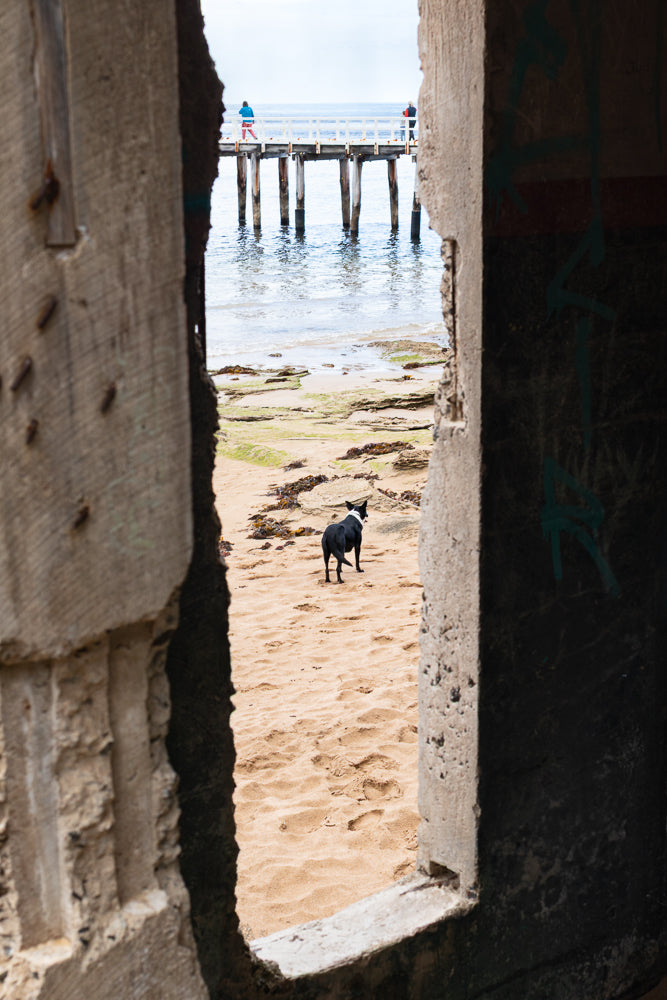 A black and white dog stands on a sandy beach, looking out at the ocean. In the background, a wooden pier extends into the water, with two people standing on it.
