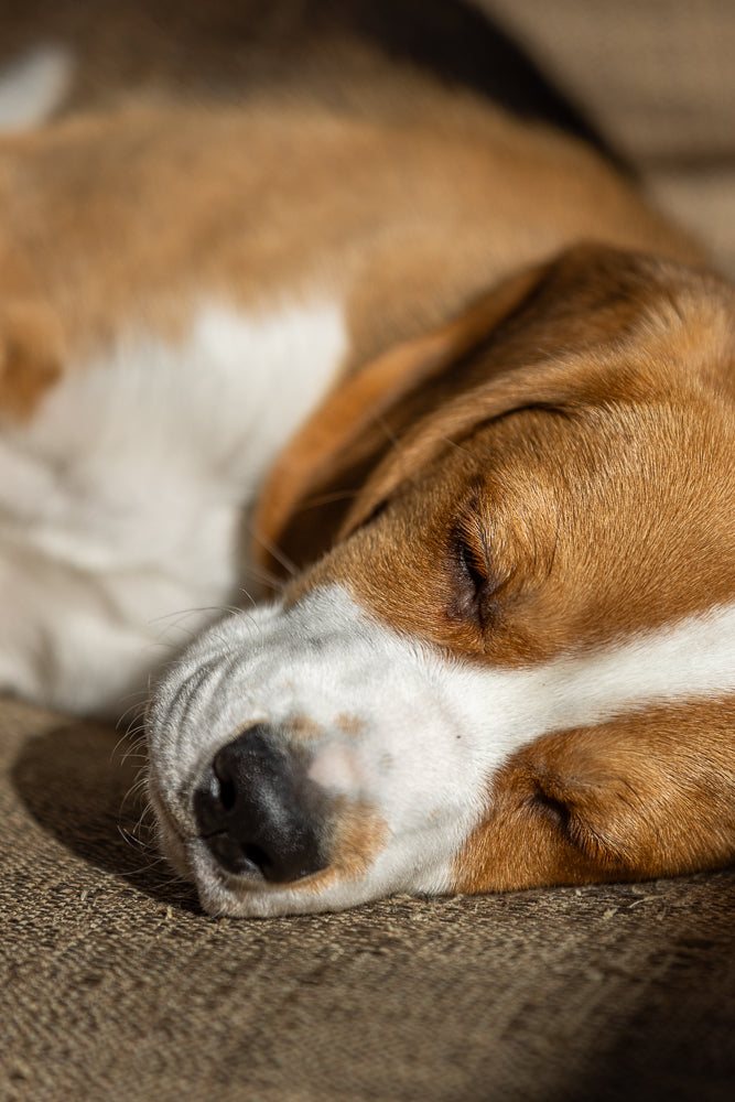 A close-up shot of a beagle puppy sleeping peacefully on a textured surface. The puppy's eyes are closed, and its head is resting comfortably. The lighting highlights the puppy's fur, showing its brown and white markings.