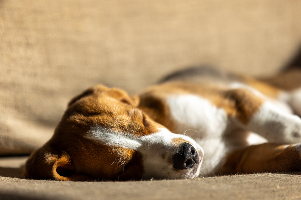 A close-up shot of a beagle puppy sleeping peacefully on a textured, tan surface. The puppy's head is resting on its side, with its eyes closed and its nose prominent. Sunlight casts a warm glow on its brown and white fur.