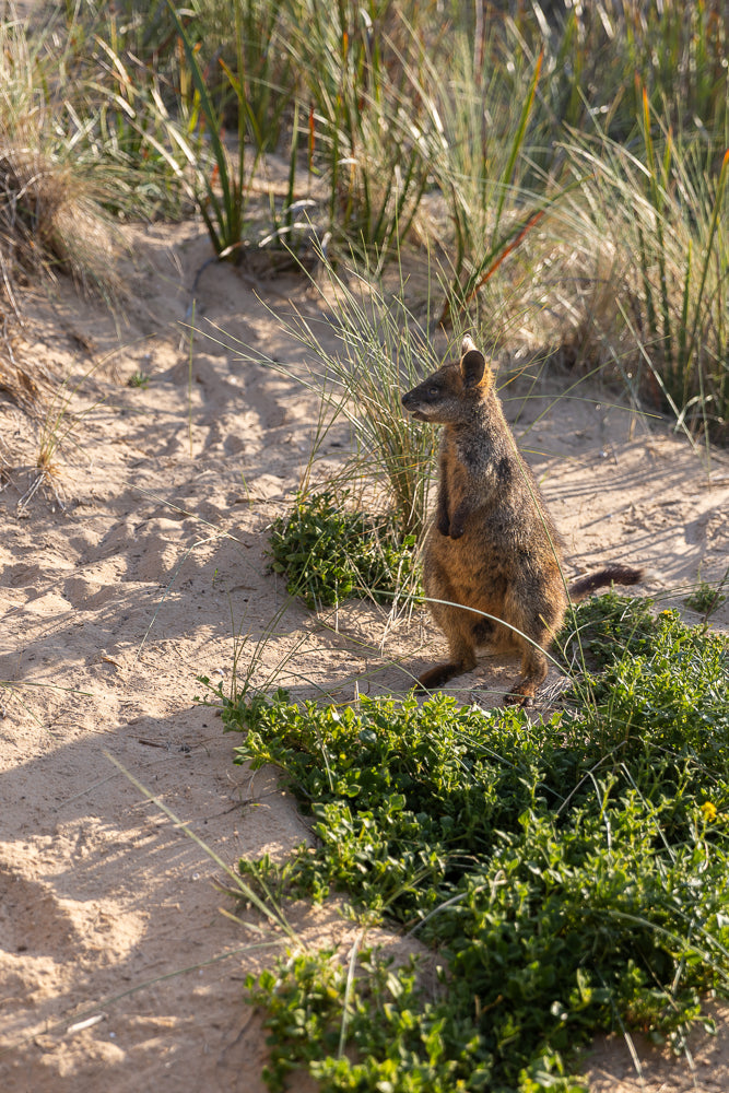 A wallaby stands upright on sandy ground, surrounded by sparse green vegetation and tall grasses. The wallaby is facing to the right, with its mouth slightly open.