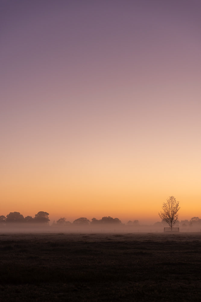 A lone tree stands in a misty field at sunrise. The sky transitions from a soft purple to a warm orange, with a line of trees silhouetted in the distance.