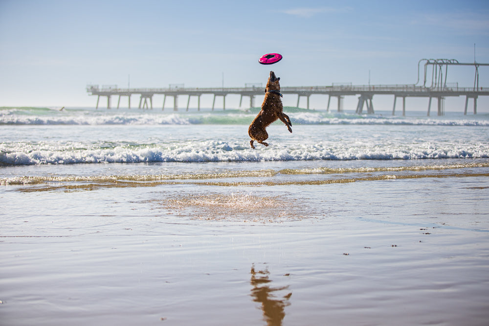 A dog leaps into the air to catch a pink frisbee on a beach with waves and a pier in the background.