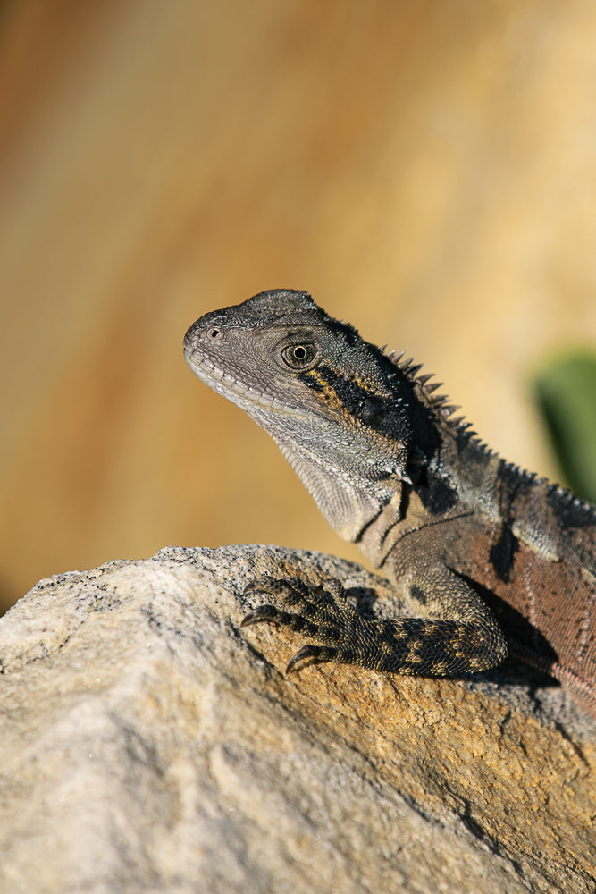 A close-up, profile view of an Eastern Water Dragon perched on a rock. The lizard has grey and brown scales, a spiky crest along its back, and a sharp claw visible on its front leg. The background is a soft, blurred golden-brown.