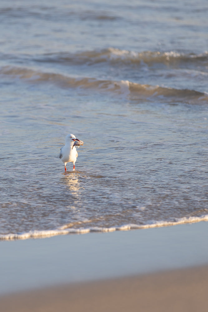 A seagull stands in shallow water at the edge of a beach, holding a small fish in its beak. The water is calm with gentle waves, and the sand is visible in the foreground.