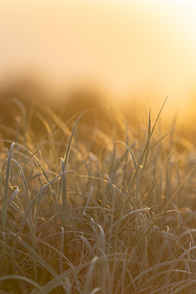 Close-up of tall, dry grass blades illuminated by the warm, golden light of a sunset or sunrise. The background is softly blurred, creating a dreamy and serene atmosphere.