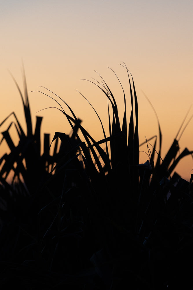 Silhouettes of tall, thin grass blades against a soft orange and pale blue gradient sky at dusk.