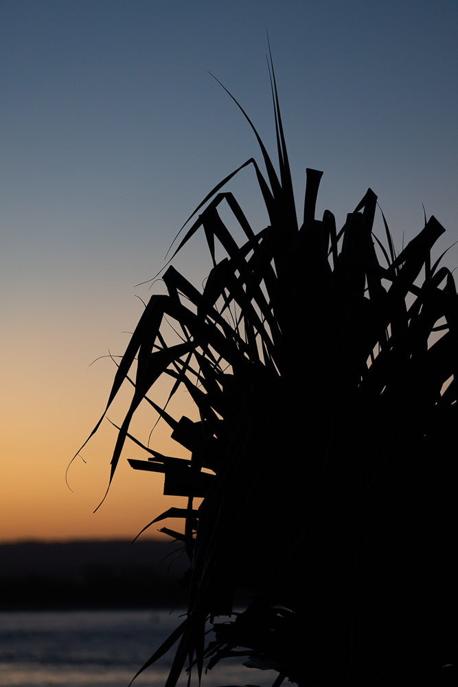 Silhouette of spiky leaves against a gradient sky of deep blue fading to orange at the horizon, with a dark body of water below.