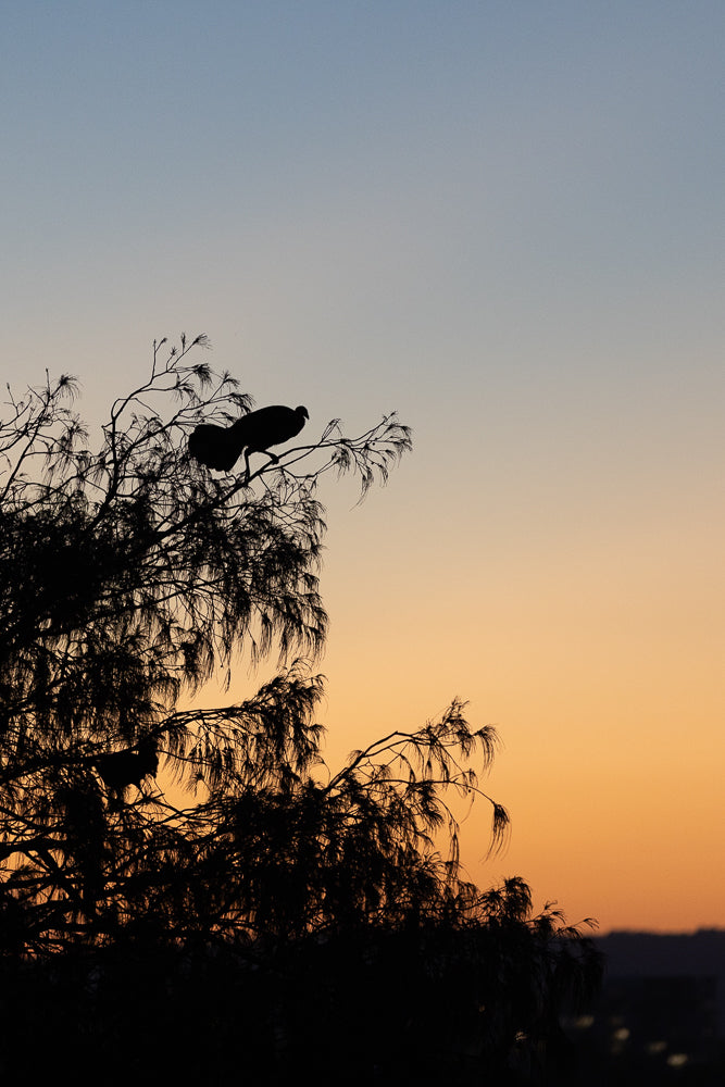 Silhouette of a large bird perched on a tree branch against a gradient sky of pale blue to warm orange at dusk.