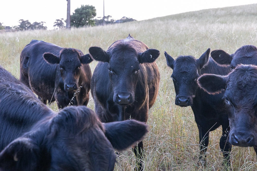 A herd of black cows stand in a dry, grassy field. The cow in the center is looking directly at the camera, with other cows partially visible around it.