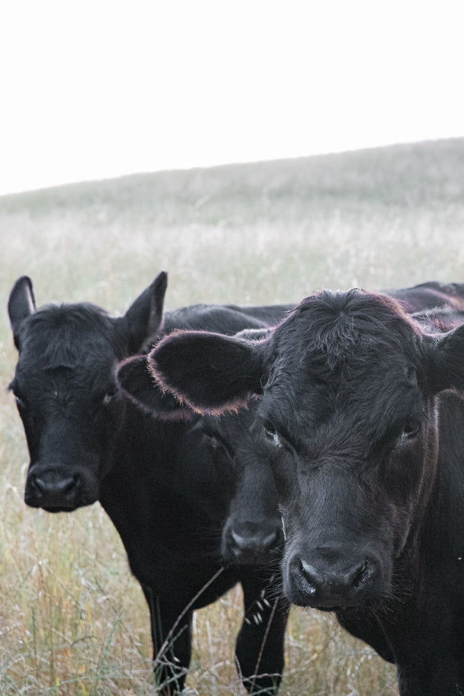 Three black cows stand in a field of dry grass. The cow in the foreground is looking directly at the camera, with its head and shoulders filling most of the frame. The other two cows are behind it, slightly out of focus.