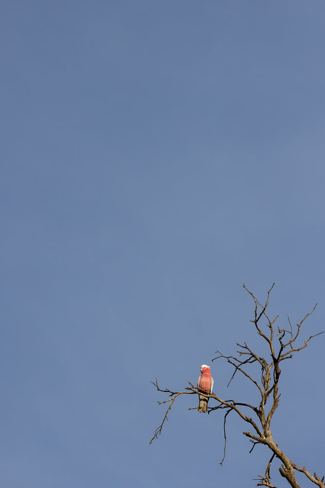 A pink and grey Galah parrot perched on a bare branch of a dead tree against a clear blue sky.