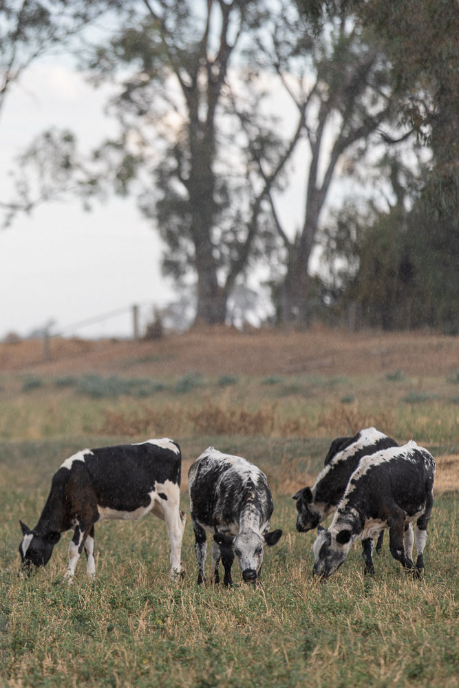 Four young cows with black and white markings graze in a grassy field during a light rain. Tall trees with bare branches are visible in the blurred background.
