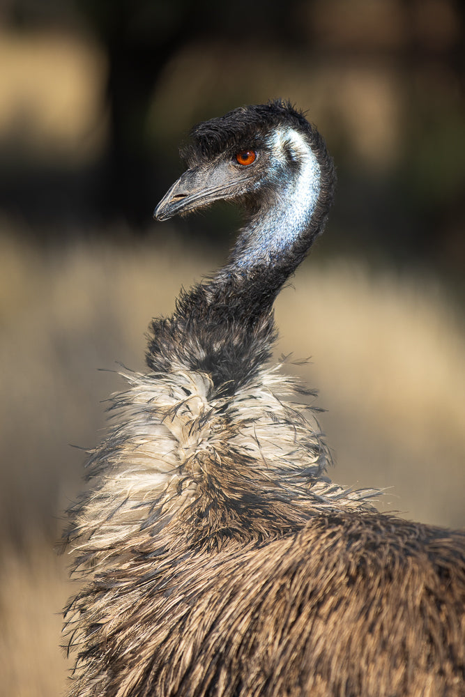 Close-up of an emu's head and neck, showing its orange eye, black and white feathers on its neck, and shaggy brown body feathers. The background is blurred brown and black.