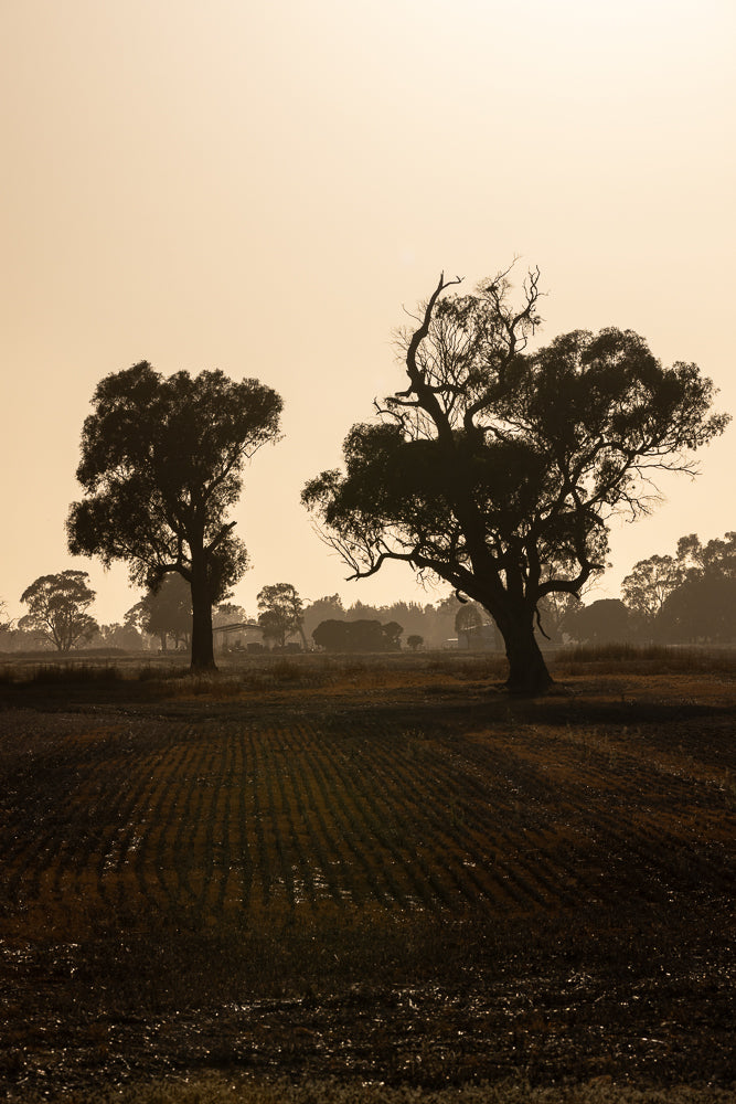 Silhouetted trees stand in a field with rows of crops under a hazy, golden sky. The foreground shows dark, tilled earth with glistening dew or moisture.