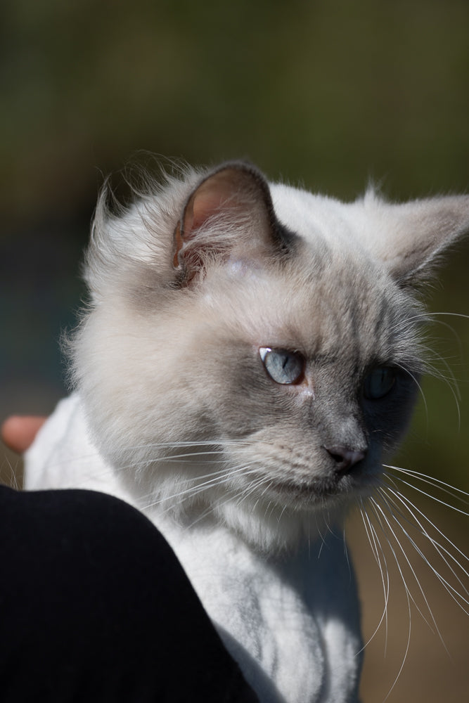A close-up of a Ragdoll cat with striking blue eyes and fluffy white and grey fur. The cat is looking to the right, with its head slightly tilted. The background is a soft blur of green and brown, suggesting an outdoor setting.