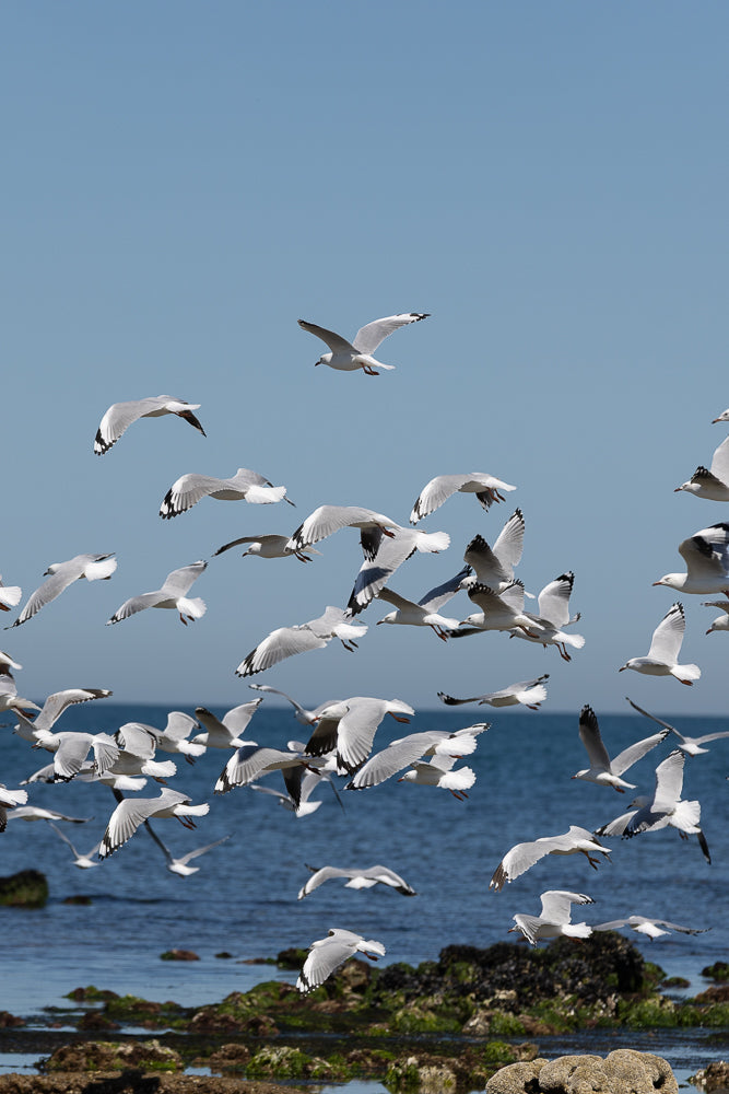 A flock of seagulls in mid-flight over the ocean. The birds are mostly white with black markings on their wings and tails. The sky is a clear blue, and the ocean is a deep blue with some rocks and seaweed visible in the foreground.
