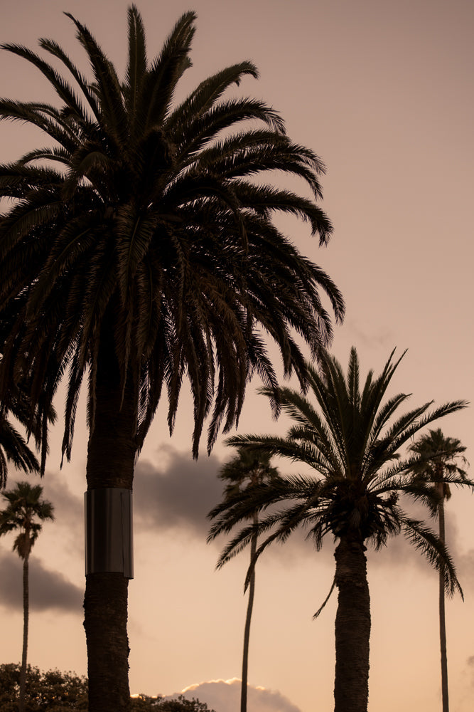Silhouetted palm trees against a hazy, pale orange sky. The fronds of the closest palm tree are dark and detailed, while others are softer in the background.