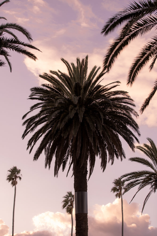 A cluster of palm trees against a soft pink and purple sky with scattered clouds. The fronds of the trees are dark and detailed, framing the sky.
