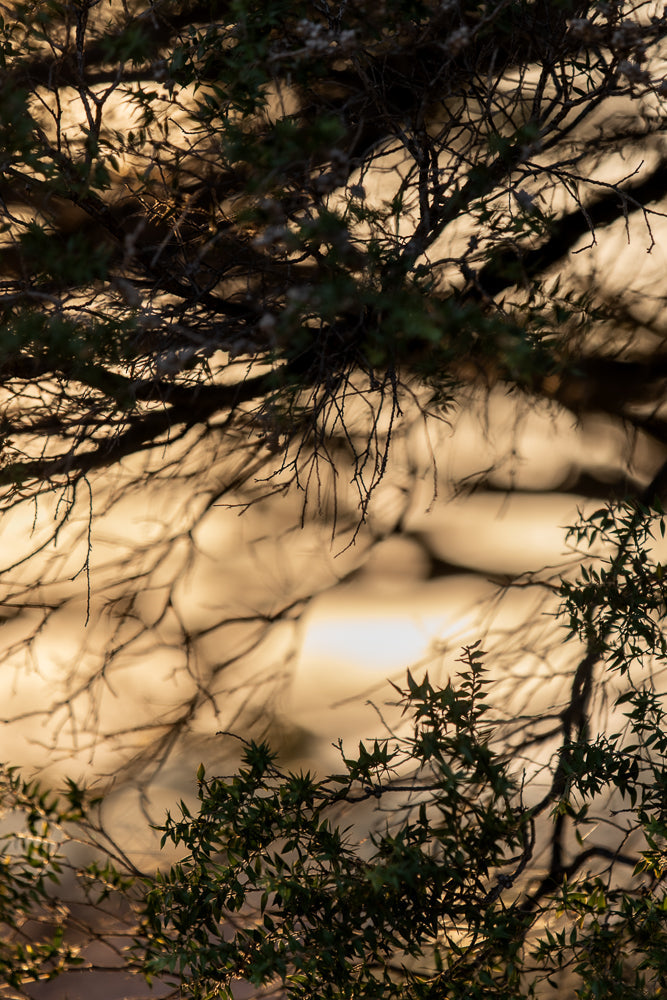 Close-up of dark, tangled branches and green leaves against a blurred, golden sunset sky. The light filters through the foliage, creating a warm and atmospheric effect.