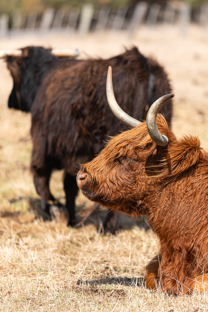 A close-up profile of a shaggy, reddish-brown Highland cow with a curved horn. In the blurred background, a dark brown Highland cow stands in a dry, grassy field.