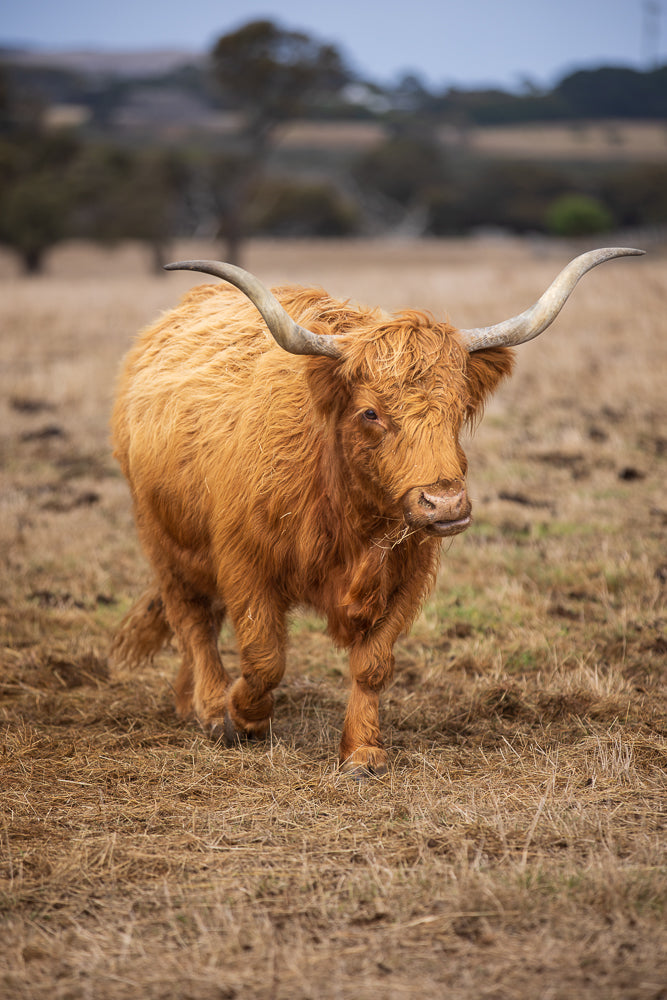 A shaggy, ginger-colored Highland cow walks across a dry, grassy field. The cow has long, curved horns and a thick, wavy coat. The background is blurred, showing a few trees and a pale sky.