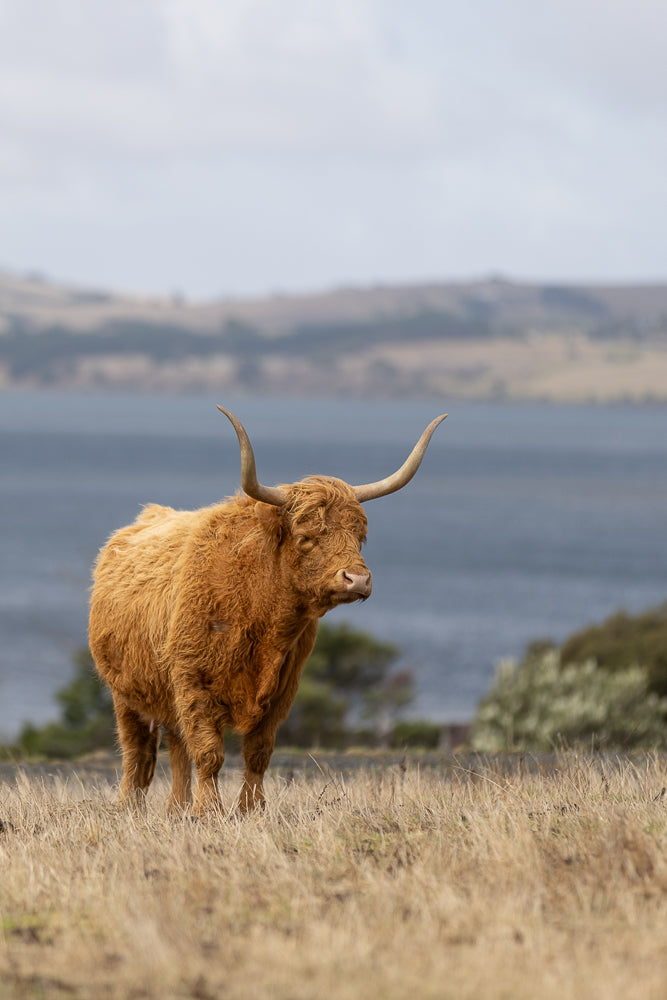 A shaggy, ginger Highland cow stands in a field of dry grass, facing right. Its long, curved horns are prominent against a blurred background of water and hills under a cloudy sky.