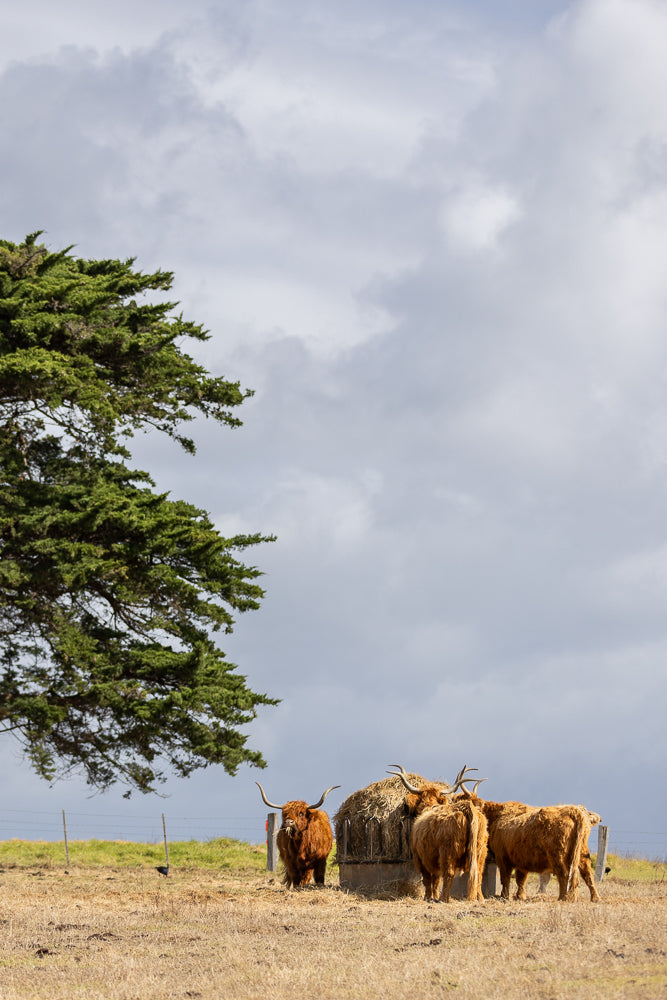 Four shaggy, long-horned Highland cattle stand around a hay feeder in a dry, grassy field under a cloudy sky. A large evergreen tree is on the left side of the frame.