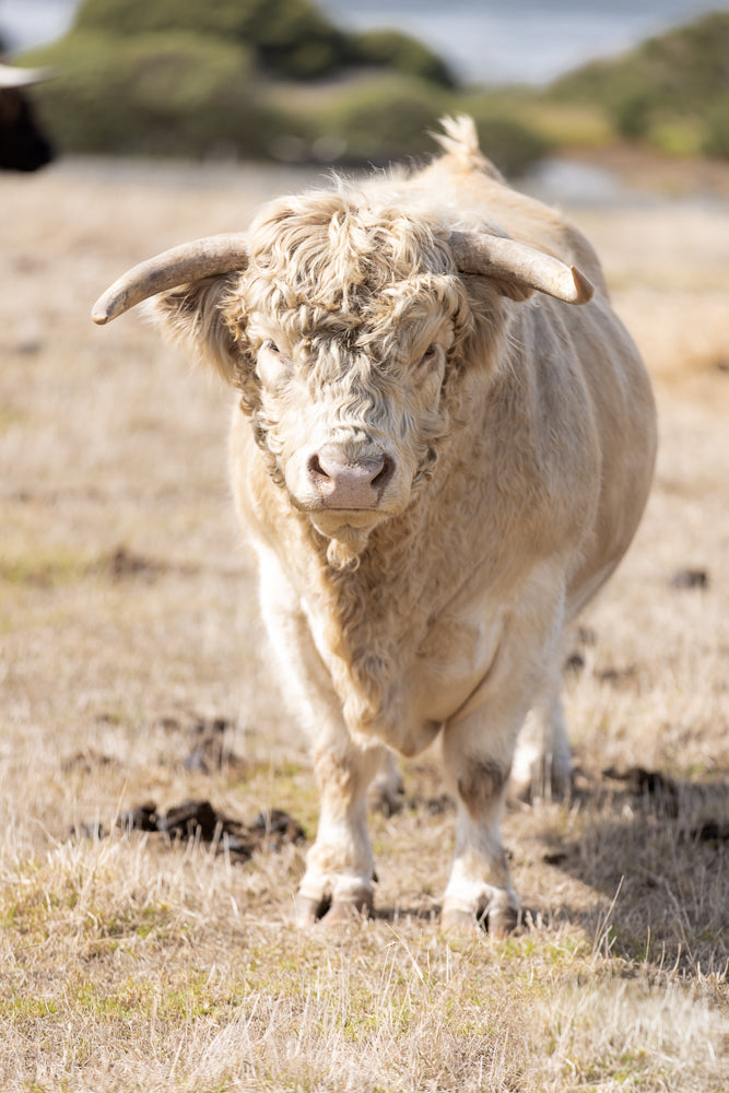 A close-up, front-facing shot of a shaggy, cream-colored Highland cow standing in a dry, grassy field. The cow has large, curved horns and a thick, curly coat.