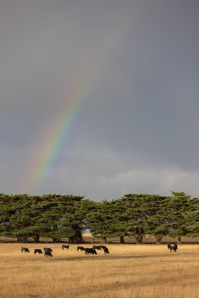 A herd of black cattle graze in a dry, golden field under a grey, cloudy sky. A faint rainbow arcs across the sky above a line of green cypress trees.
