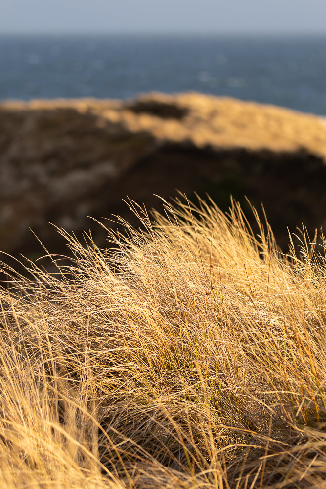Close-up of dry, golden grass swaying in the wind against a blurred background of the ocean and a hill.