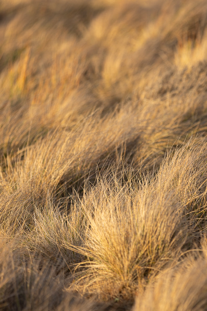 Close-up of dry, golden grass swaying in the wind, with soft, warm sunlight illuminating the blades and creating a blurred, textured background.