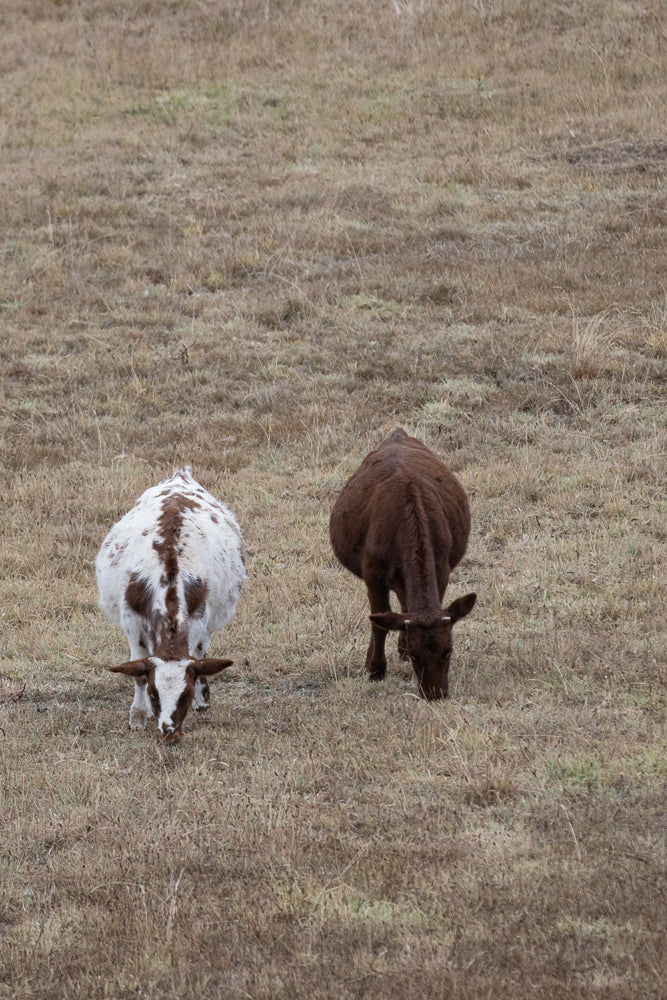 Two young cows graze in a dry, grassy field. One cow is brown and white spotted, while the other is solid brown. Both have their heads down, eating grass.