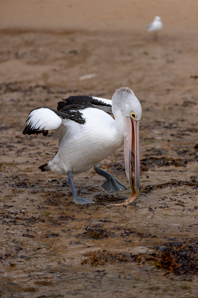 An Australian pelican with black and white plumage stands on a wet, sandy shore, its long beak holding a piece of fish. Its webbed feet are visible on the muddy ground, and a seagull stands in the blurred background.