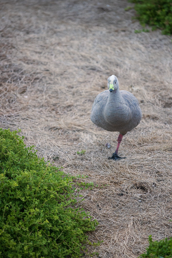 A Cape Barren Goose stands on dry grass, balancing on one leg. The goose is mostly grey with a bright green beak and a white patch on its head. In the foreground, a patch of green foliage is visible.