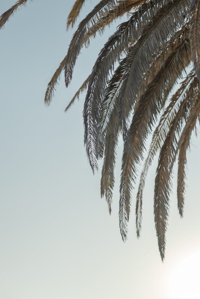 Close-up of dry, brown palm fronds hanging against a pale blue sky. The fronds are detailed and textured, with some appearing slightly frayed.