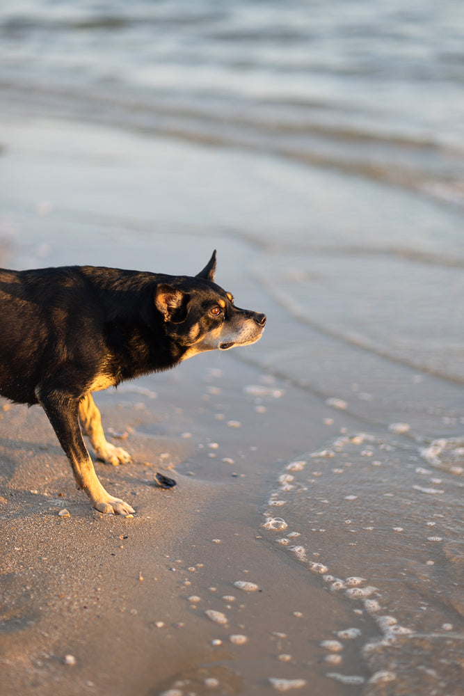A black and tan dog stands on a sandy beach, looking out towards the ocean. The dog's fur is wet, and the setting sun casts a warm glow on its face and body. Gentle waves lap at the shore, creating small bubbles in the water.