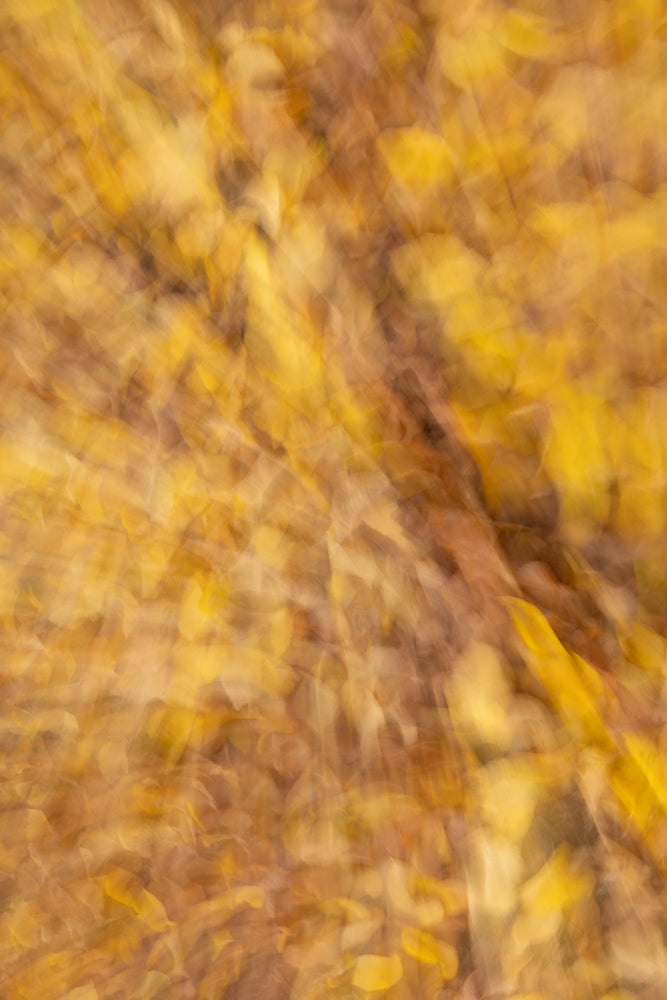 Abstract background of blurred golden and brown autumn leaves, creating a soft, impressionistic effect with streaks of light and color.