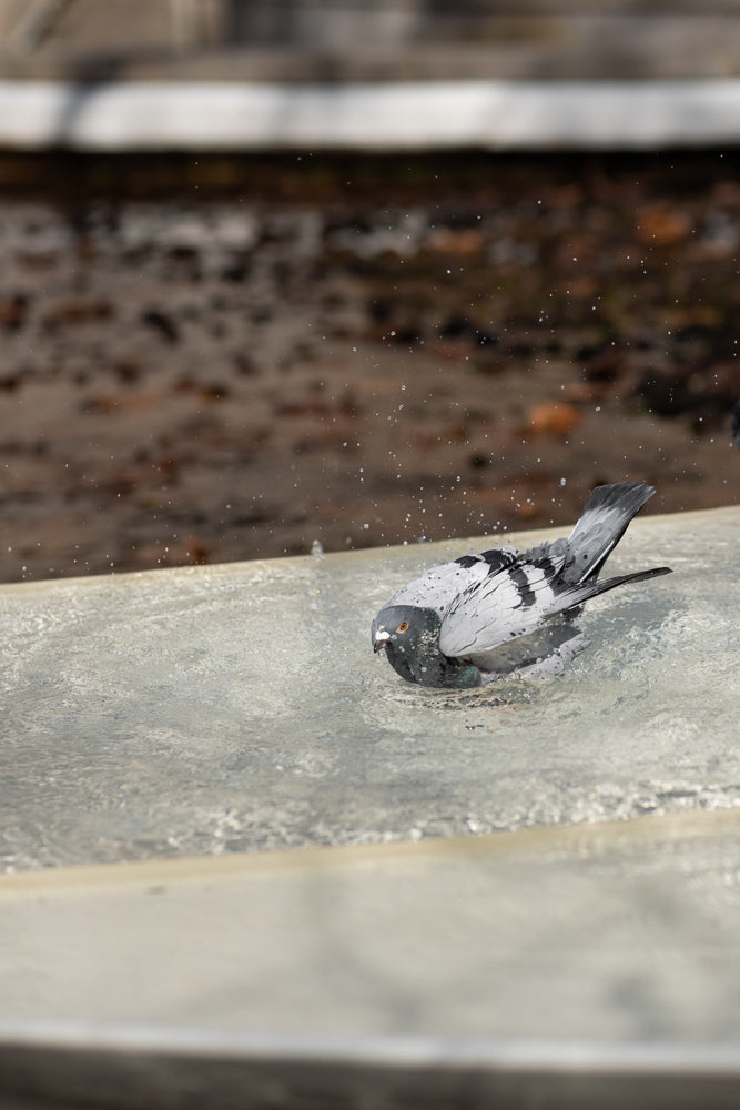 A pigeon is bathing in shallow water, splashing water with its wings. The pigeon has grey and white feathers and orange eyes.
