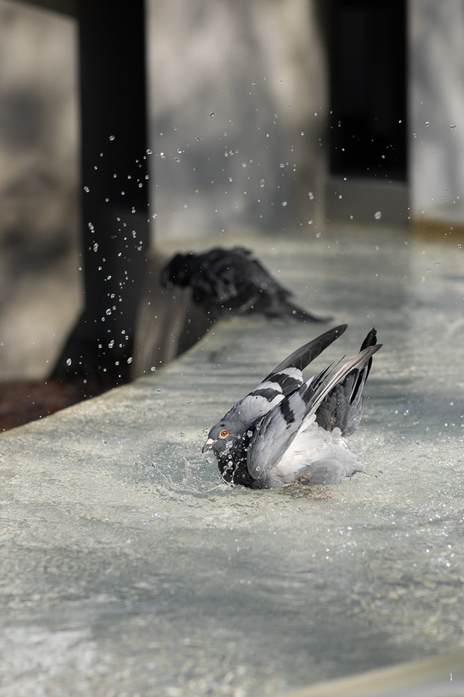 A pigeon splashes in shallow water, with another pigeon blurred in the background. Water droplets are scattered around the bird.