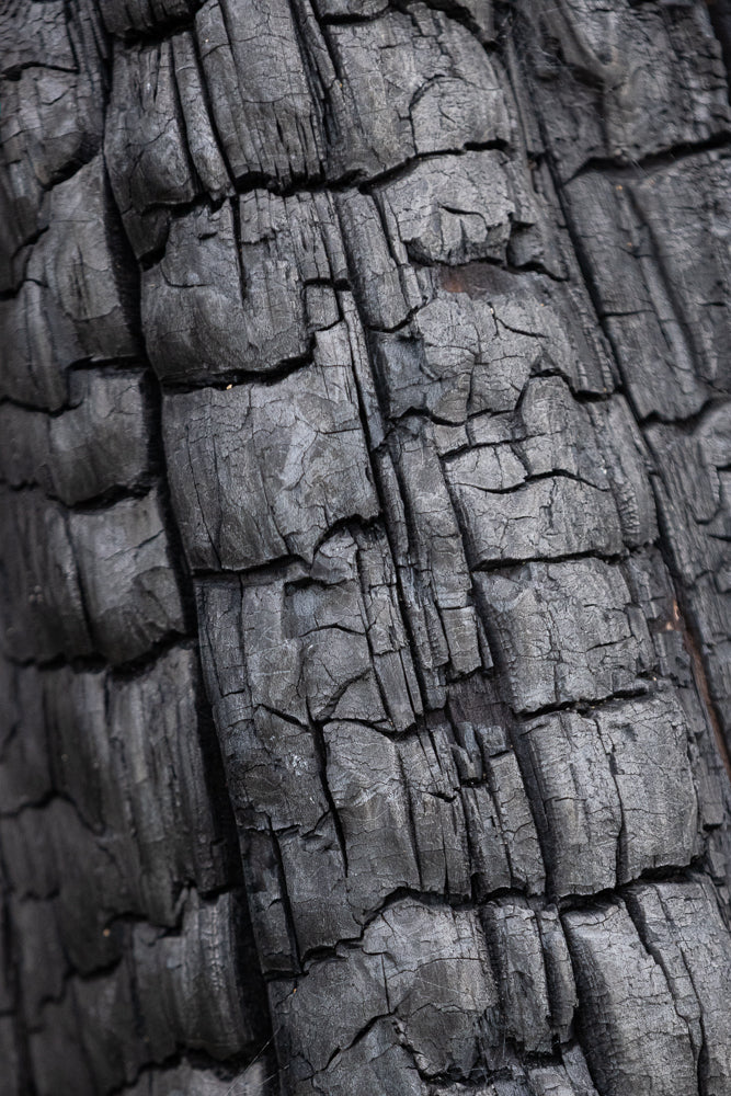 Close-up of charred wood grain with deep cracks and a rough, textured surface.