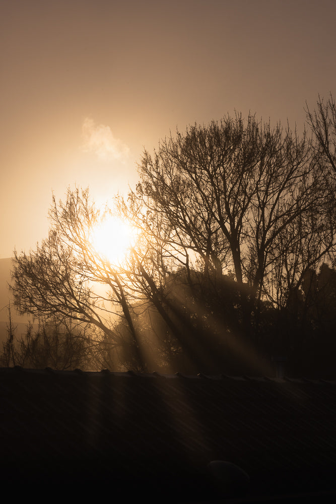 Sunbeams pierce through the bare branches of trees against a hazy, golden sky. The sun is low on the horizon, creating a dramatic silhouette effect and casting long shadows.
