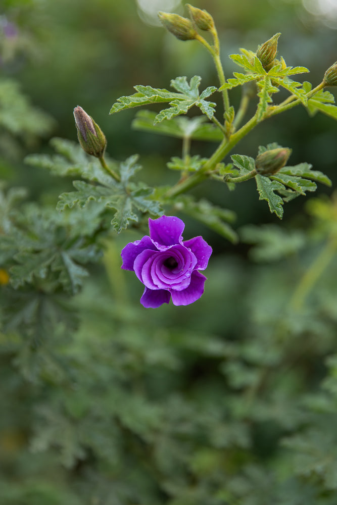 A single, vibrant purple flower with delicate petals and water droplets is in focus against a soft green, blurred background. Several green buds and leaves are visible around the flower.
