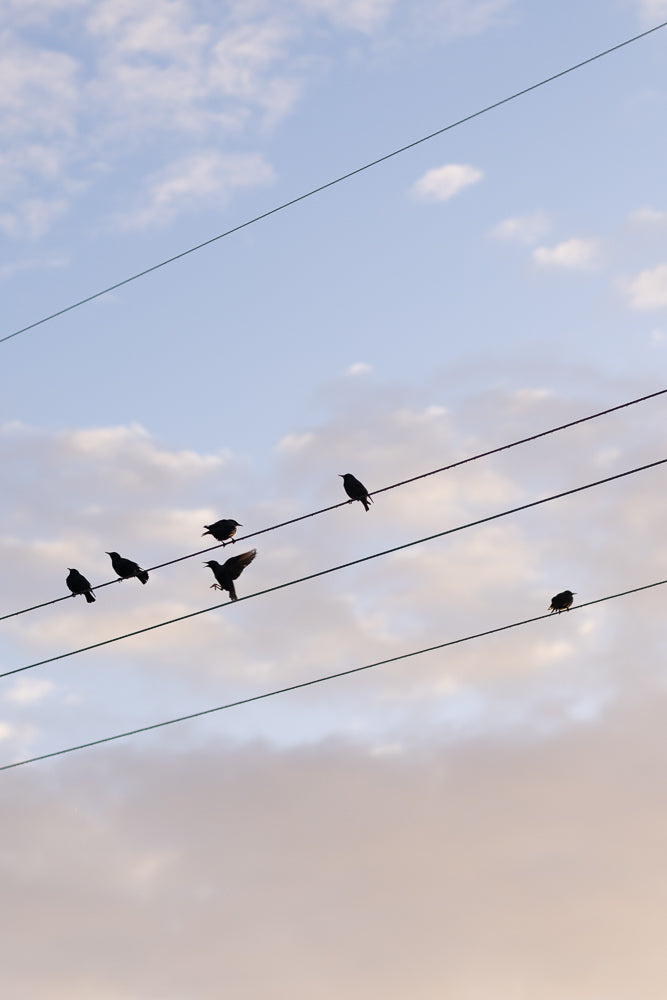 A flock of starlings perch on power lines against a pale blue sky with scattered clouds. One bird is in mid-flight, its wings spread.