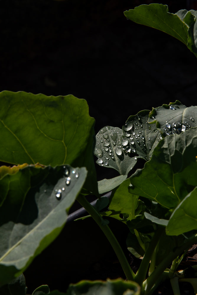 Close-up of green leaves with water droplets on them, set against a dark background.