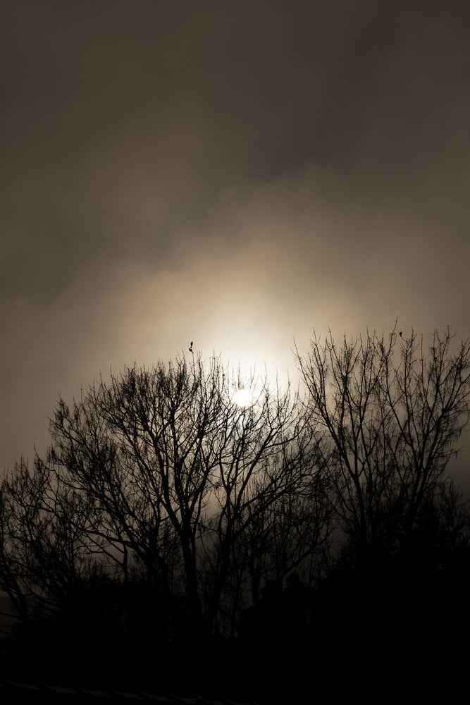 Silhouetted bare trees against a hazy, bright sun. A single bird is perched on a branch in the center.