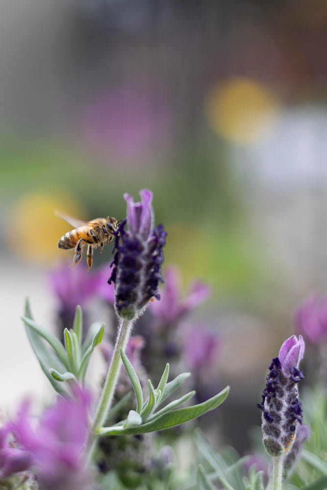 A bee with orange and black stripes hovers near a purple lavender flower, its wings blurred with motion. The background is softly blurred with green and purple hues.