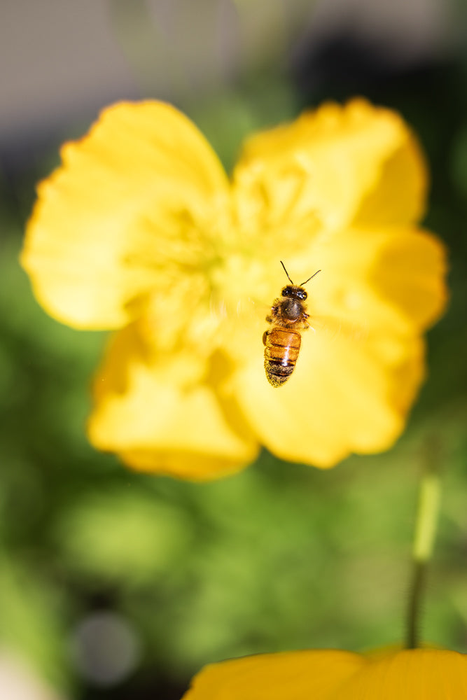 A close-up shot of a bee hovering in front of a bright yellow flower. The bee is in focus, showing its fuzzy body and striped abdomen, while the flower and green background are softly blurred.