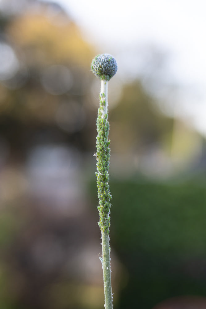 A close-up, vertical shot of a plant stem covered in small green aphids. The stem is fuzzy and has a few white specks, possibly shed skins or cottony aphid secretions. At the top of the stem is a round, fuzzy bud, also with a few aphids. The background is softly blurred with warm, golden light on the left and darker green on the right.