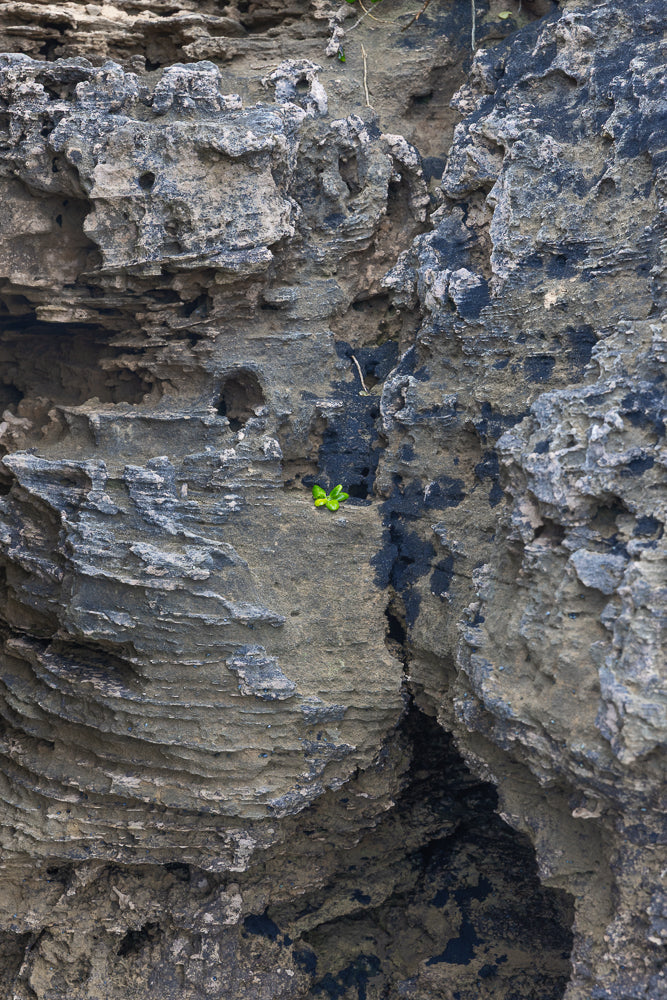A small cluster of bright green leaves sprouts from a crevice in a rough, textured rock face. The rock is a mix of grey, tan, and black, with layered striations and small holes.