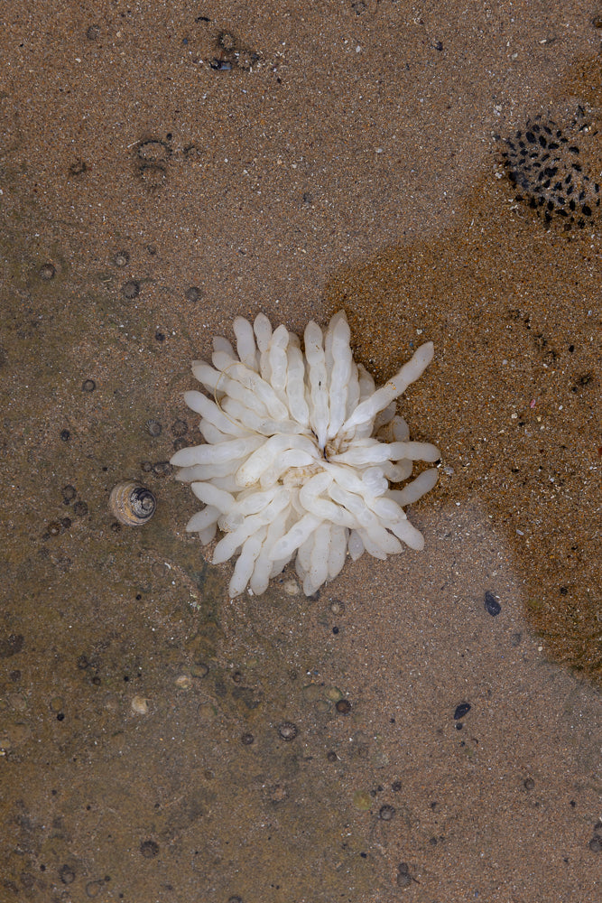 A cluster of white, gelatinous egg sacs, likely from a marine animal, rests on wet sand. Small shells and dark, circular imprints are visible in the sand around the sacs.